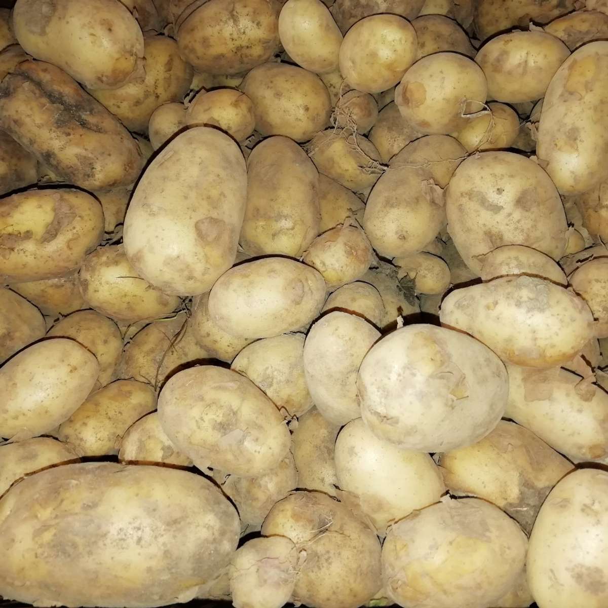 Pommes de terre DITTA